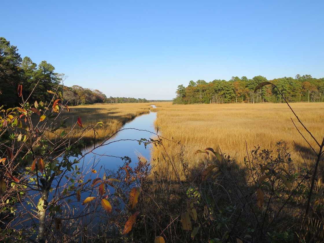 Salt marsh and tidal creek along the Junction and Breakwater Trail, Cape Henlopen State Park, Delaware