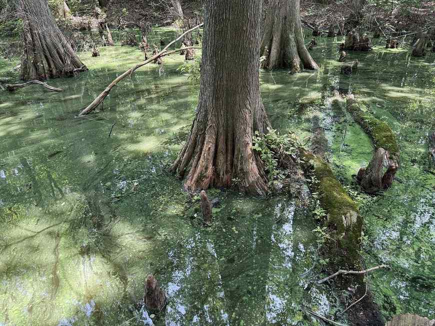 Water surface among bald cypress trees in the Trap Pond bald cypress swamp, Sussex County, Delaware