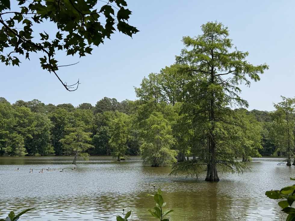 Bald cypress trees standing in the water of Trap Pond, Trap Pond State Park, Delaware