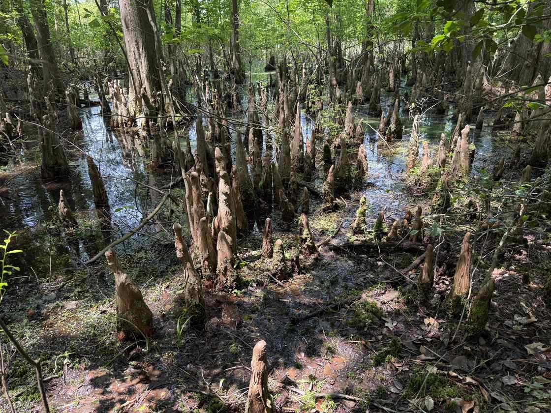 Bald cypress knees at the water surface, Trap Pond, Sussex County, Delaware