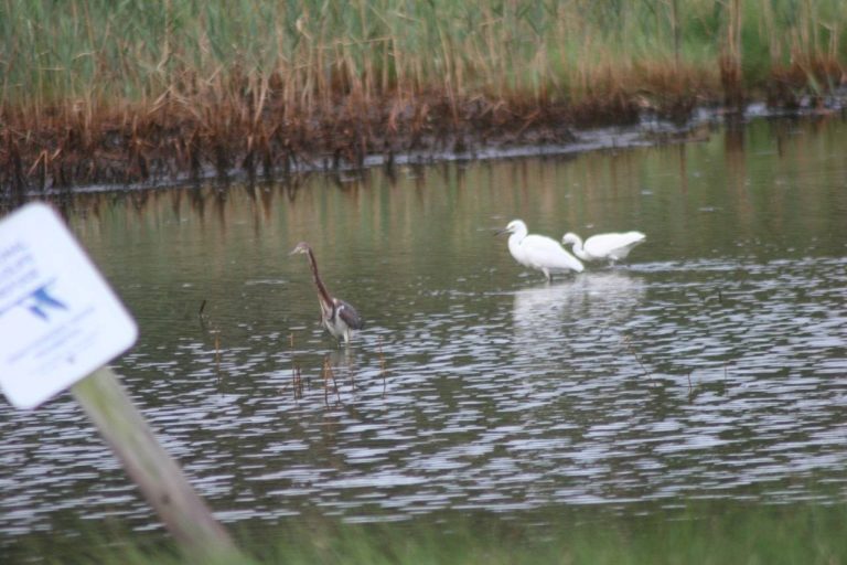 Wading birds in the marsh at Prime Hook National Wildlife Refuge, Sussex County, Delaware