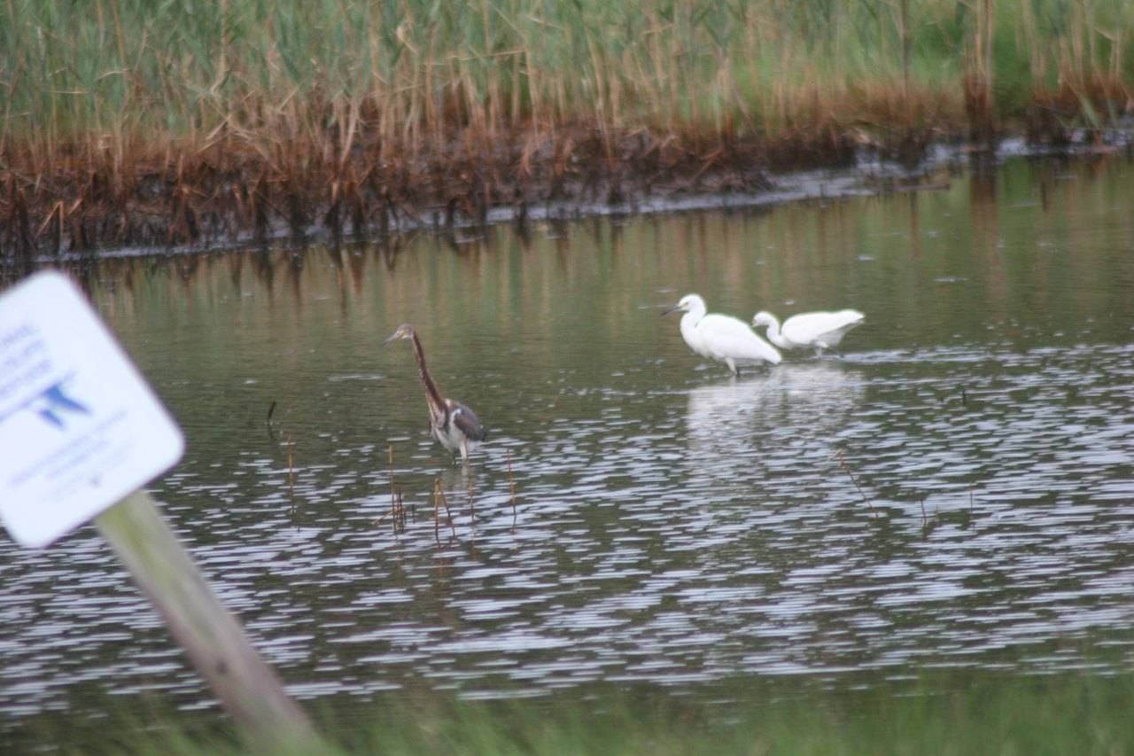 Wading birds in the marsh at Prime Hook National Wildlife Refuge, Sussex County, Delaware
