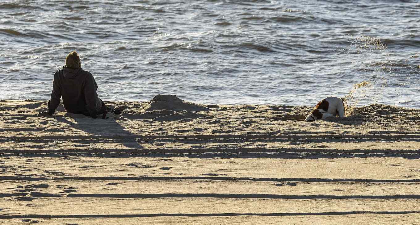 A dog digging on the open beach at Delaware Seashore State Park, Sussex County, Delaware
