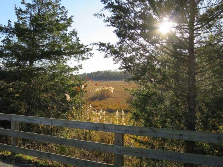 Sunlight on the tree-lined Junction and Breakwater Trail path between Lewes and Rehoboth Beach, Delaware