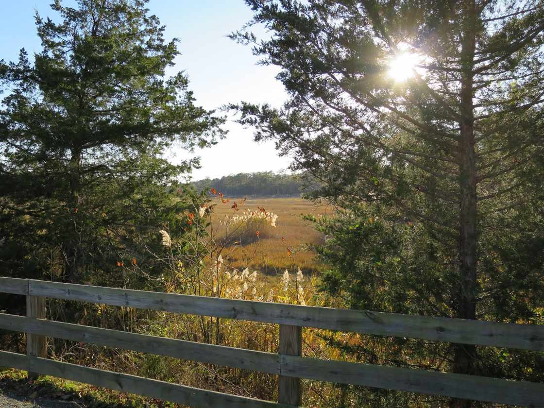 Sunlight on the tree-lined Junction and Breakwater Trail path between Lewes and Rehoboth Beach, Delaware