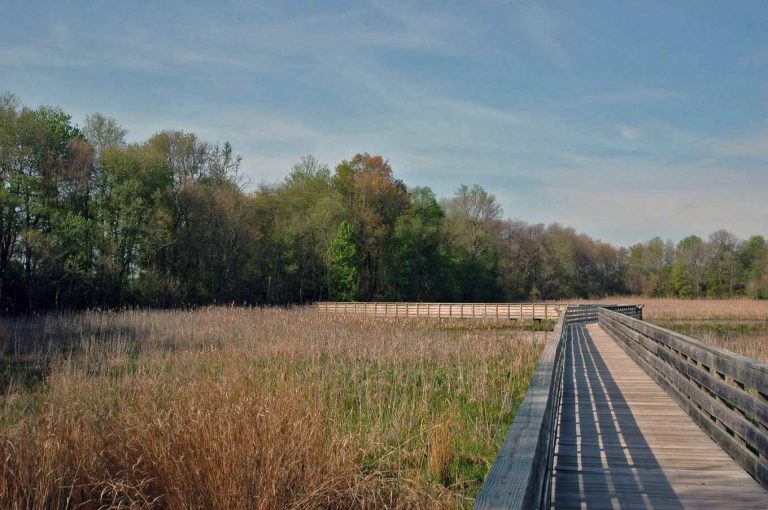 Flat, wheelchair-accessible boardwalk trail through wetland at Prime Hook National Wildlife Refuge, Delaware