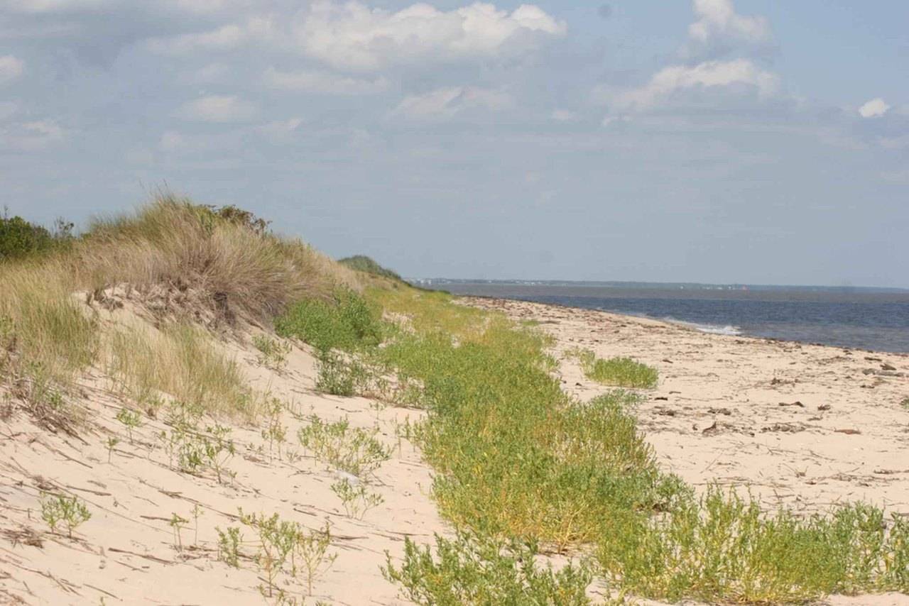Sand dunes and beach grass along the Delaware Bay shore at Prime Hook National Wildlife Refuge, Sussex County, Delaware