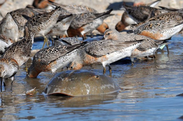 Red knots feeding on horseshoe crab eggs at Mispillion Harbor on Delaware Bay
