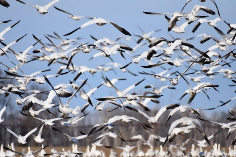A flock of snow geese in flight over Prime Hook National Wildlife Refuge, Sussex County, Delaware