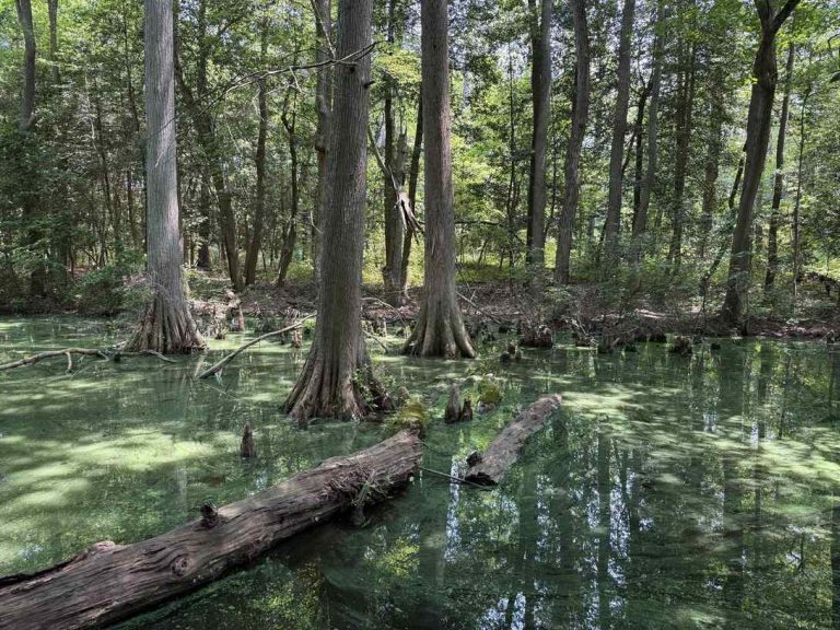 View through the Trap Pond bald cypress swamp channel, Trap Pond State Park, Sussex County, Delaware