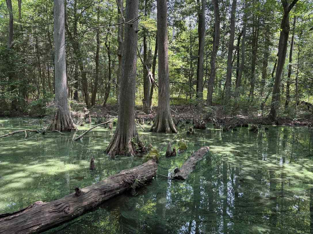 View through the Trap Pond bald cypress swamp channel, Trap Pond State Park, Sussex County, Delaware