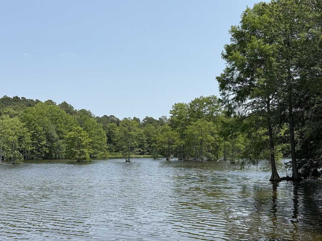 View east across Trap Pond toward groves of bald cypress trees, Trap Pond State Park, Sussex County, Delaware