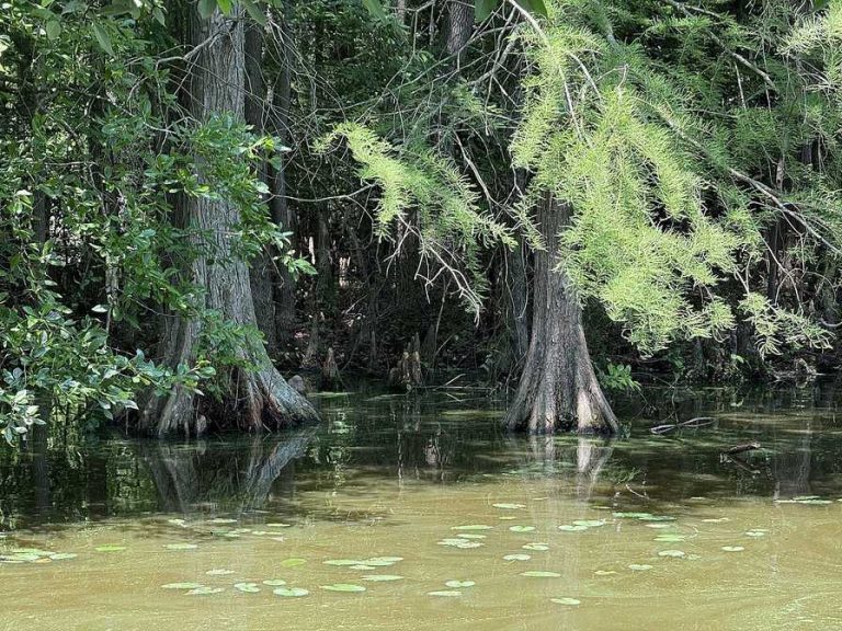 Bald cypress trees along the south shore of Trap Pond, Trap Pond State Park, Delaware